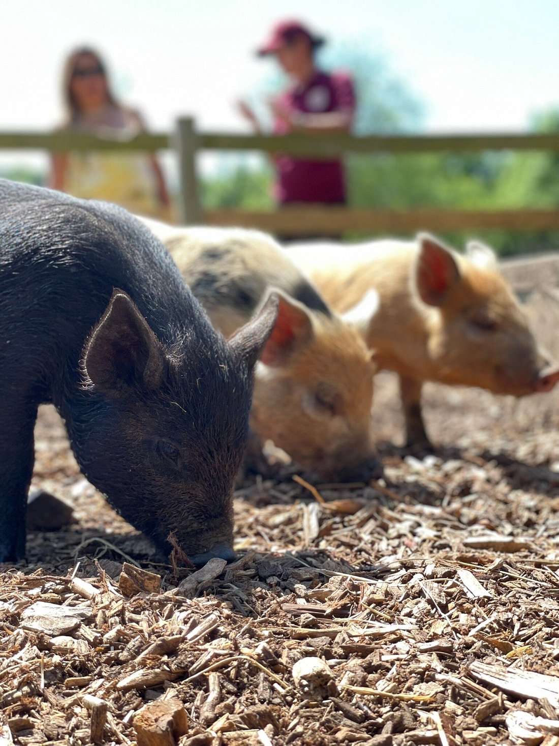 Kew Little Pigs Farm Visit Amersham